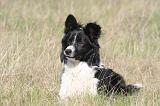 BORDER COLLIE 1509